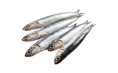 Anchovy Fish