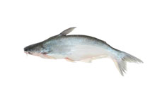 Basa Fish