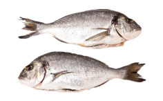 Indian Seabream Fish